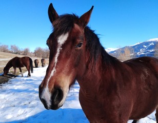 Cute brown horse staring at you outside in winter with three other horses / Mignon cheval brun portrait regardant extérieur hiver avec trois autres chevaux