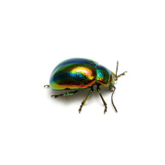 Green beetle isolated on white