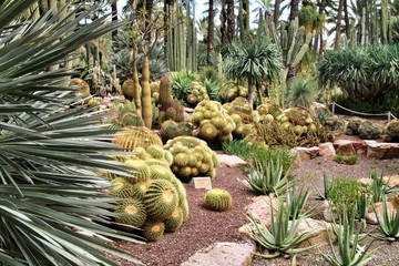 Rockery with different types of cactus in Elche