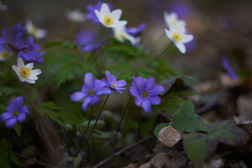 The group of the first spring flowers among fresh green and last year's brown leaves. Blue anemones - "Hepatica nobilis" and white anemones - "anemone sylvestris". 
