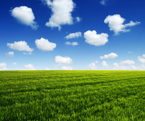 Green field and blue sky