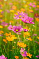 Fototapeta premium Mexican Aster in the warm sun light.