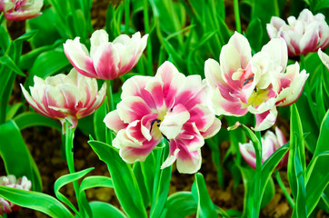 Obraz premium Tulip plant in the indoor garden.