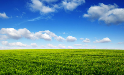 Green field and blue sky