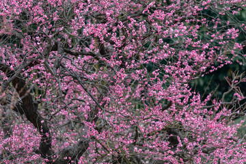 Obraz premium Pink plum blossom, Japanese apricot, Ume