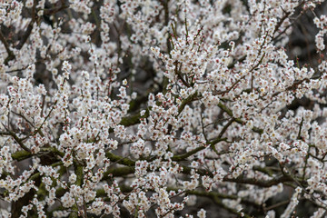 White plum blossom, Japanese apricot, Ume