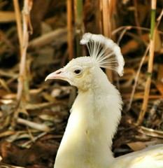 White peacocks in a garden