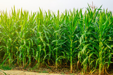 Corn field in the sunny day. 