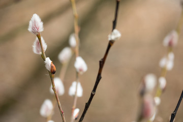 Sal-Weide Kätzchen am Zweig von Weidenkätzchen Baum