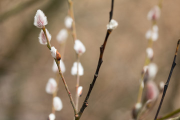 Sal-Weide Kätzchen am Zweig von Weidenkätzchen Baum