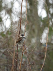 male reed bunting (Emberiza schoeniclus) 