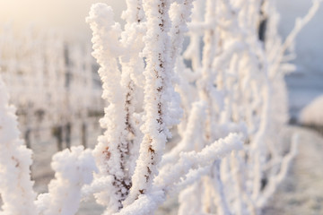 Winter in the vineyard