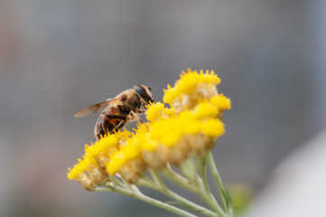 Immortelle yellow flower bee