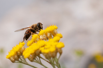 Immortelle yellow flower bee