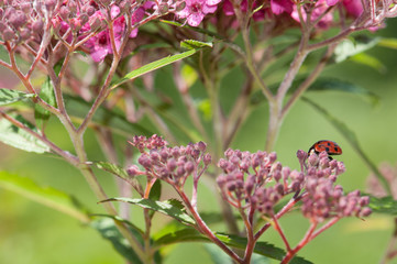 ladybug moving on spiraea japonica