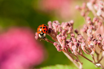 ladybug moving on spiraea japonica © diwali