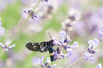 Black insect on lavender angustifolia