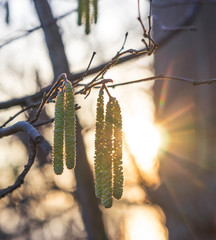 Birch pollen at the first sign of spring during a colorful sunset. Close up with sunrays and shallow depth of field with bokeh. 