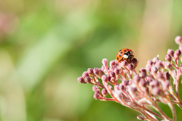 ladybug moving on spiraea japonica