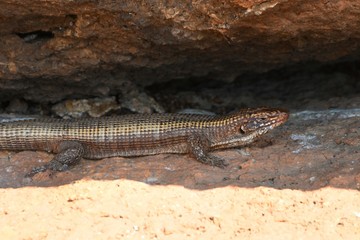 Schildechse (Gerrhosaurus validus) in einer Felsspalte am Felsenbogen (Spitzkoppe) in Nambia