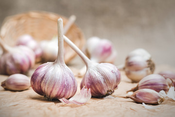 Bulbs and cloves of natural organic garlic on a craft paper and in a homemade basket, close up