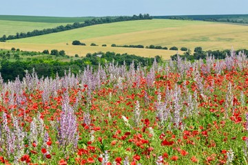 Spring flower meadow. Composition of nature.