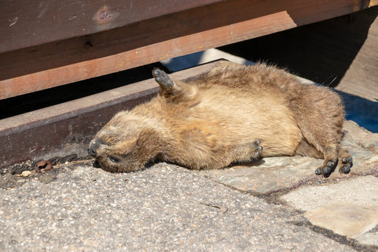 Klippschliefer sonnt sich auf R&uuml;cken liegend