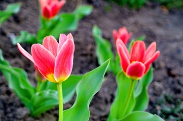 Obraz premium Red tulips in the garden