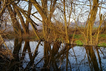 Spring river in the forest