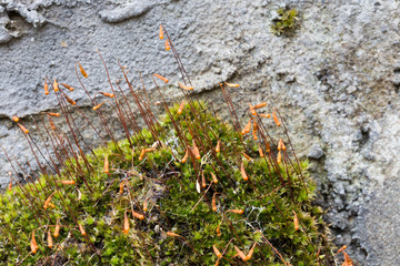 Blossoming moss on a stone wall. Macro.