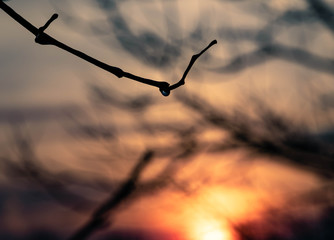 Water droplet on twig during sunset