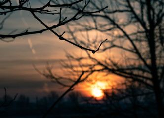 Water droplet on twig during sunrise