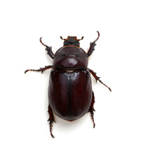 Beetle isolated on white