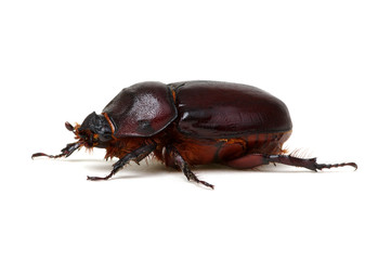 Beetle isolated on white