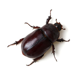 Beetle isolated on white