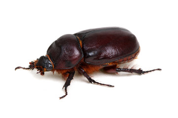 Beetle isolated on white