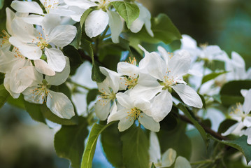 Blossoming apple branch in the spring garden