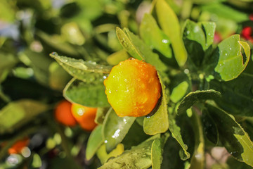Gros plan sur un calamondin ou un kumquat arros&eacute;