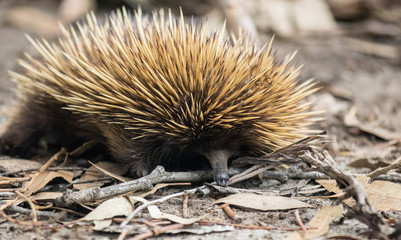 Wild short-beaked echidna with dirty muzzle.Tachyglossus aculeatus walking in the eucalyptus forest. Australia.