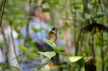 butterfly on leaf