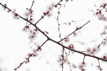 Sakura, Cherry blossom flower with blue sky background in Tokyo, Japan.