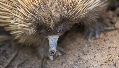 Close up portrait wild short-beaked echidna with dirty muzzle.Tachyglossus aculeatus walking in the eucalyptus forest. Australia.