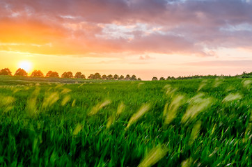 Sunset in the countryside with burned sky, clouds, trees