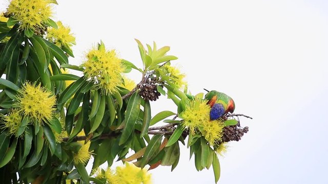 rainbow lorikeet and The flowers of the golden penda tree (Xanthostemon chrysanthus)&nbsp;