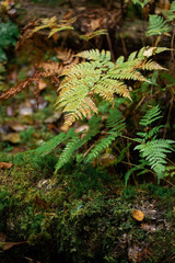 green fern in the forest
