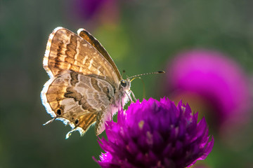 Brown butterfly on a pink flower in garden, blurred green background, extreme close up with backlight