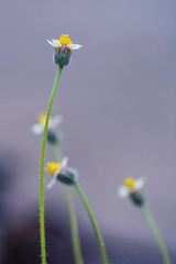 flower on background of blue sky
