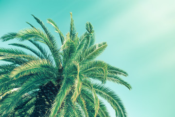 Retro toned palm tree over sky background with sunlight. Beam of light and leaves of palm.