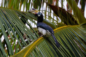 Oriental Pied Hornbill (Anthracoceros albirostris) foraging seeds in a palmtree on Langkawi Island in the Andaman Sea, Malaysia