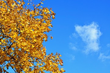 Background texture of yellow leaves autumn leaf background